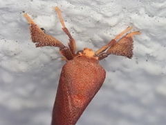 Hemiceratinae