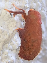 Hemiceratinae
