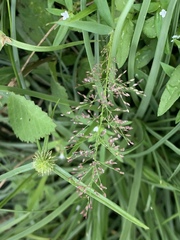 Eragrostis amabilis