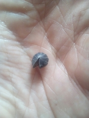 Armadillidium depressum