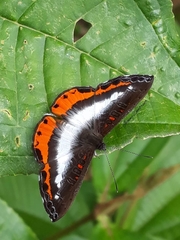 Nymphidium plinthobaphis