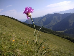 Psephellus caucasicus