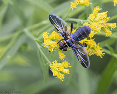 Trichopoda lanipes