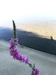 Lythrum salicaria