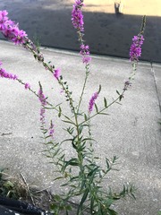Lythrum salicaria