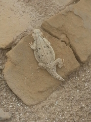 Phrynosoma mcallii
