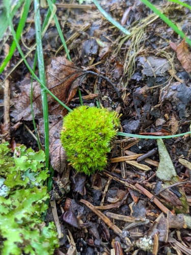 Tikroji garbuonė nuotrauka