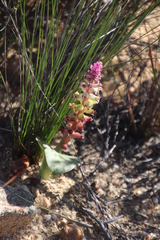 Lachenalia membranacea