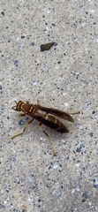 Polistes arizonensis