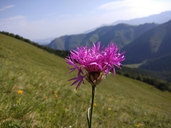 Psephellus caucasicus