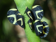 Membracis celsa