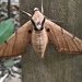 Ambulyx clavata - Photo (c) looiec, algunos derechos reservados (CC BY-NC)