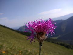 Psephellus caucasicus