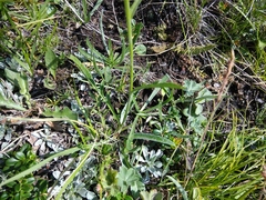 Psephellus caucasicus