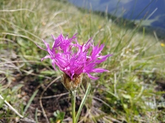 Psephellus caucasicus