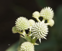Eryngium yuccifolium