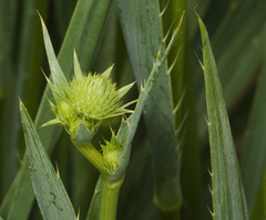 Eryngium yuccifolium