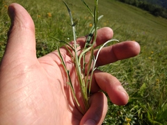 Psephellus caucasicus