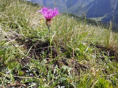 Psephellus caucasicus