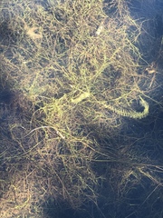 Utricularia intermedia