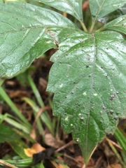 Sanicula canadensis canadensis