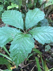 Sanicula canadensis canadensis