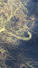 Utricularia intermedia