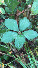 Sanicula canadensis canadensis
