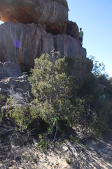Phylica oleifolia