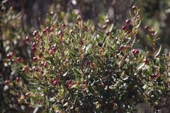 Phylica oleifolia