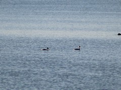 Aechmophorus occidentalis