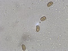 Phaeomarasmius proximans