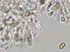 Phaeomarasmius proximans