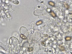 Phaeomarasmius proximans