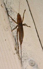 Bucrates malivolans