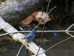 Hypocnemoides maculicauda