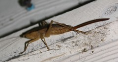 Bucrates malivolans
