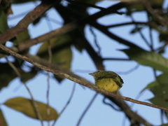 Lepidothrix nattereri