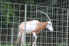 Oryx dammah