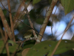 Machaeropterus pyrocephalus