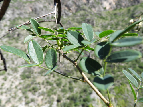 Image of Nissolia platycalyx by (c) Leticia Jiménez Hernández, some rights reserved (CC BY-SA)