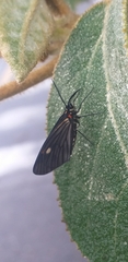 Sangalopsis microleuca