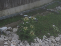 Cirsium spinosissimum