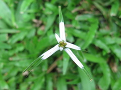 Rhynchospora nervosa