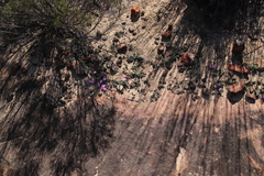 Braunsia maximilianii