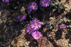 Braunsia maximilianii