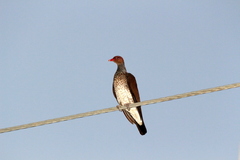 Patagioenas speciosa