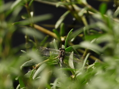 Orthetrum sabina