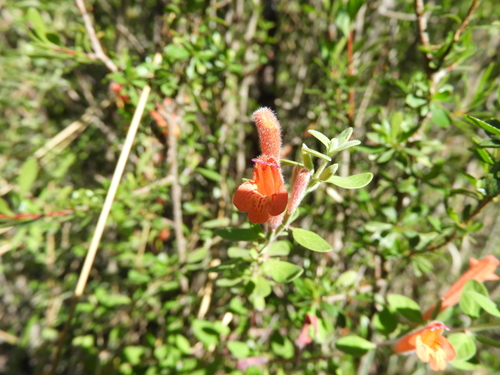 Image of Poliomintha longiflora by (c) Leticia Jiménez Hernández, some rights reserved (CC BY-SA)