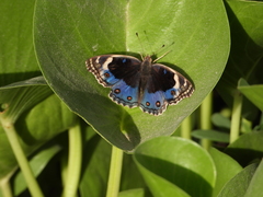 Junonia orithya